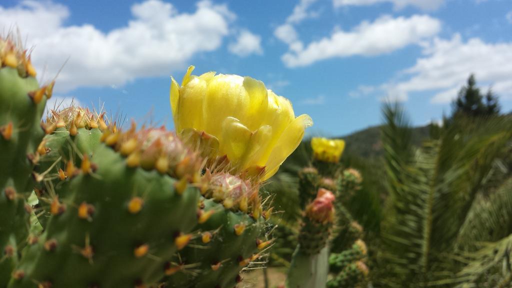 La Suite Di Segesta Calatafimi Εξωτερικό φωτογραφία